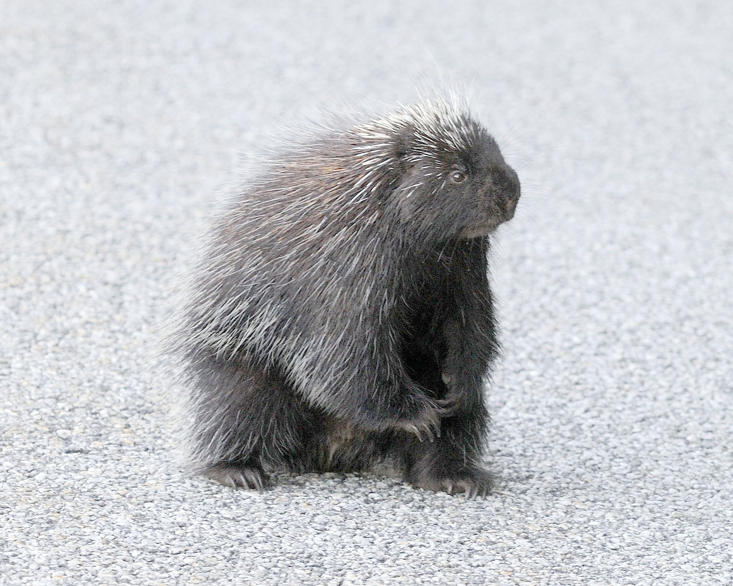 This porcupine wasn’t moving too fast as it crossed the road; I had enough time to stop the car and get out to take a couple of photos. You can see the long claws that enable porcupines to climb trees. A porcupine’s quills cover its back and tail, while its face and underside just have fur.